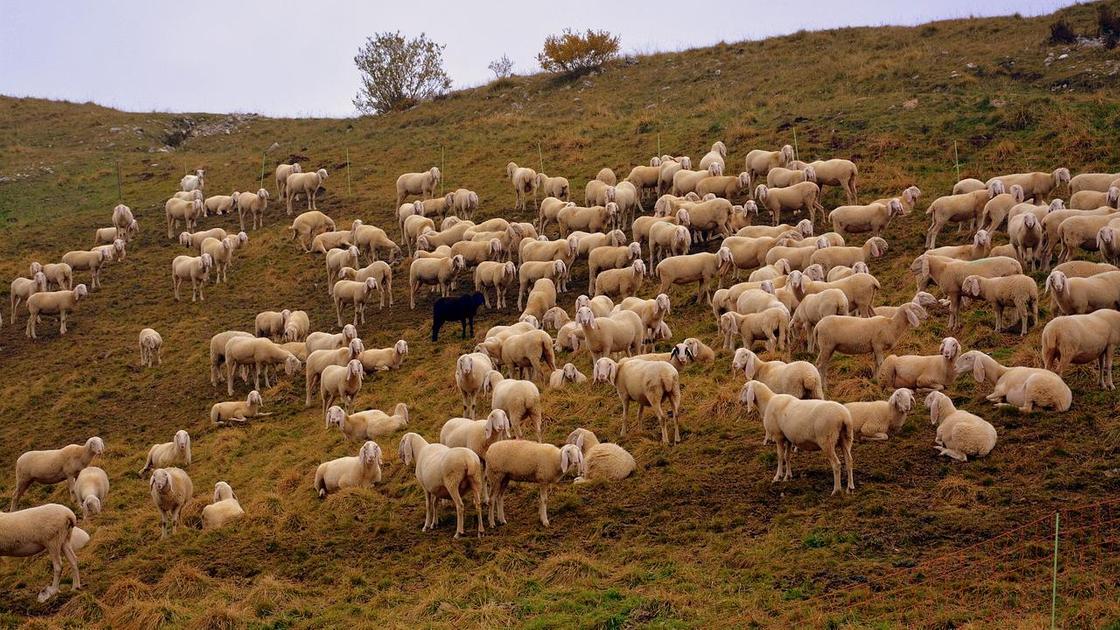 Овцы пасутся на жайляу