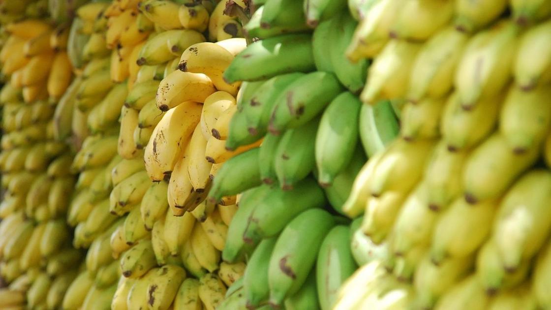 Бананы разной степени зрелости