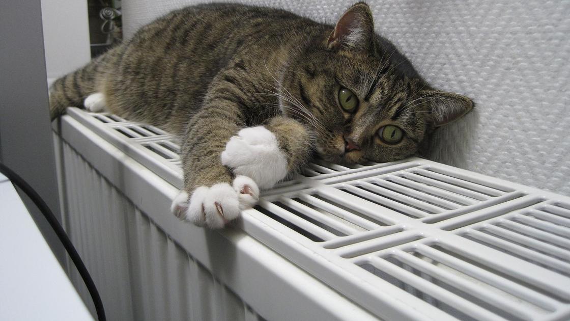 Кот лежит на радиаторе отопления