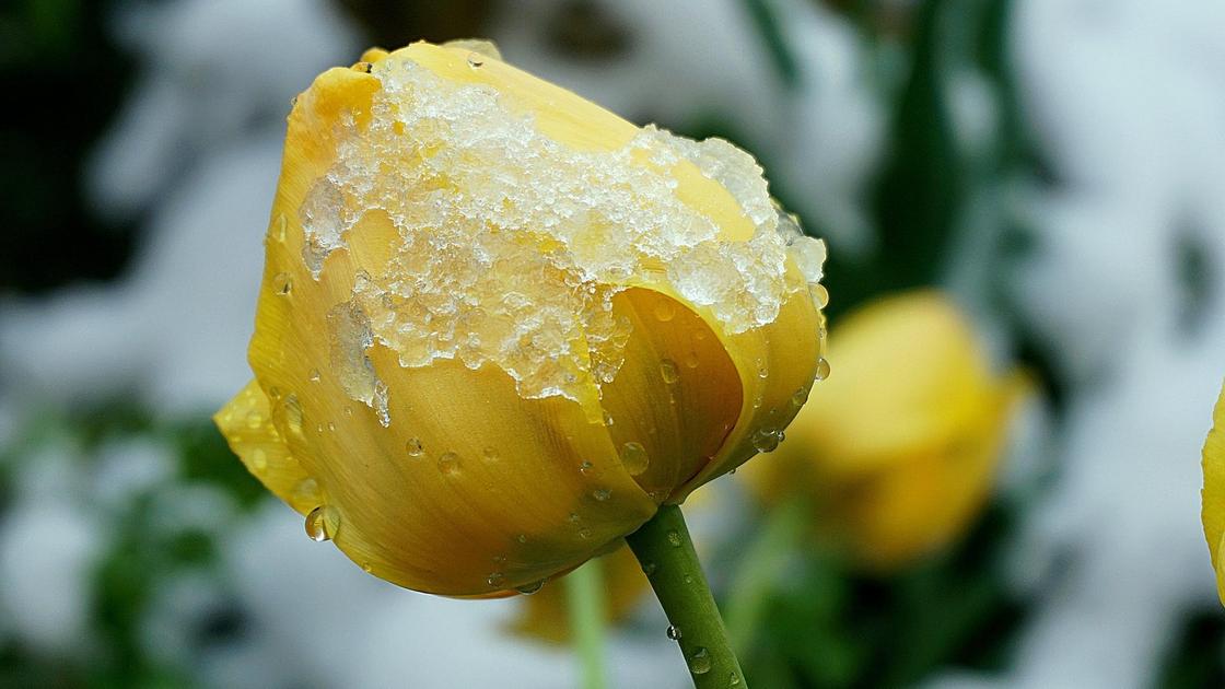 желтый тюльпан в снегу