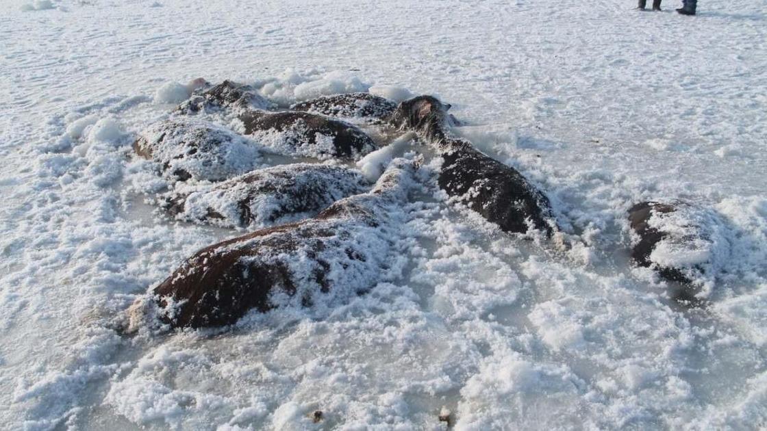 Лошади, вмерзшие в лед на озере