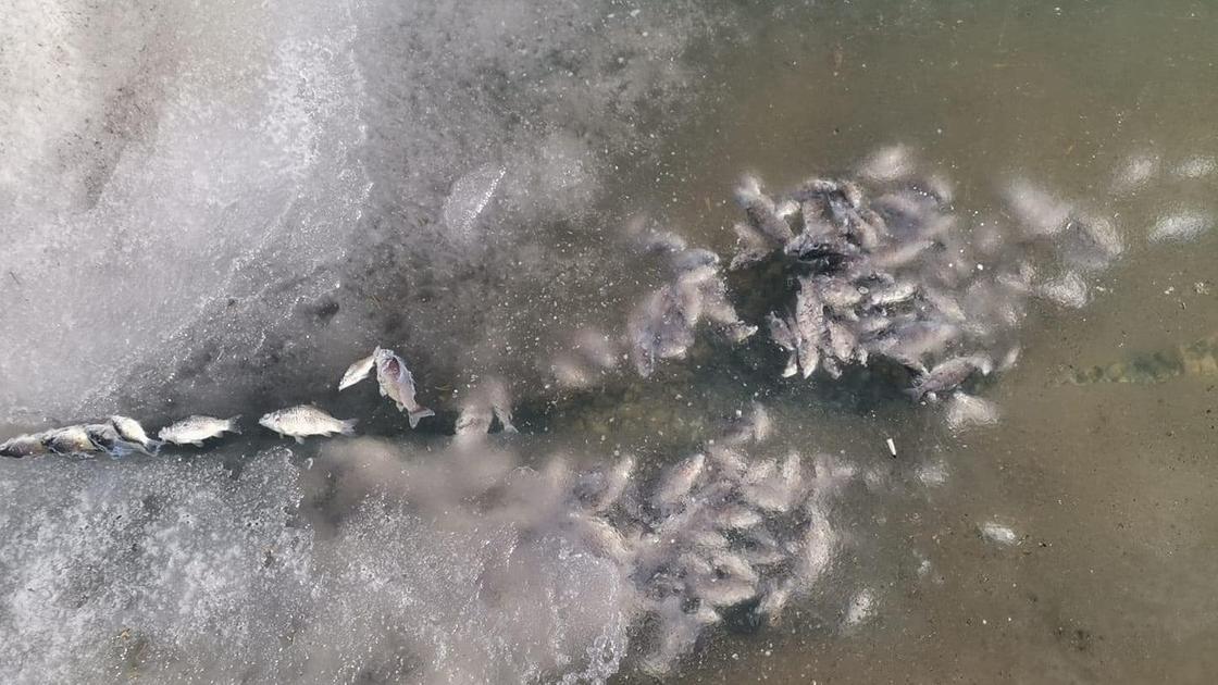 Вмерзшая в лед рыба в ботаническом саду Нур-Султана