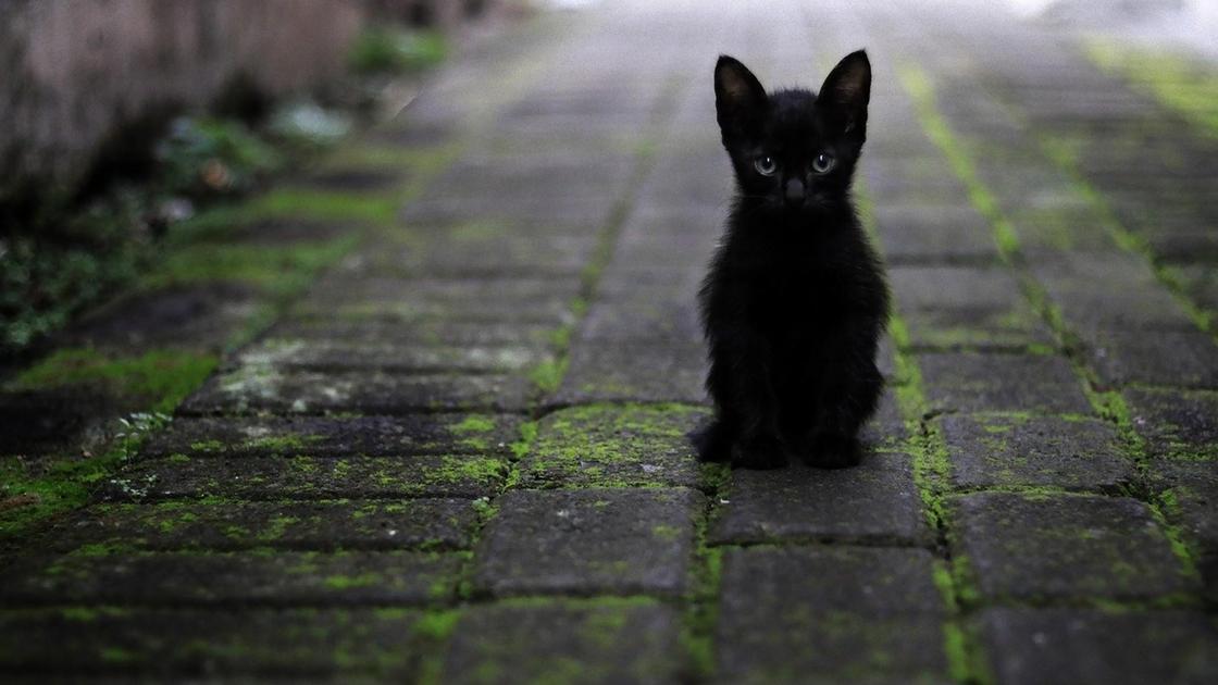 Черный котенок сидит на дорожке