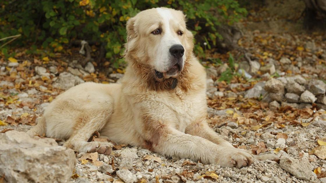 Алабай тұқымдас ит