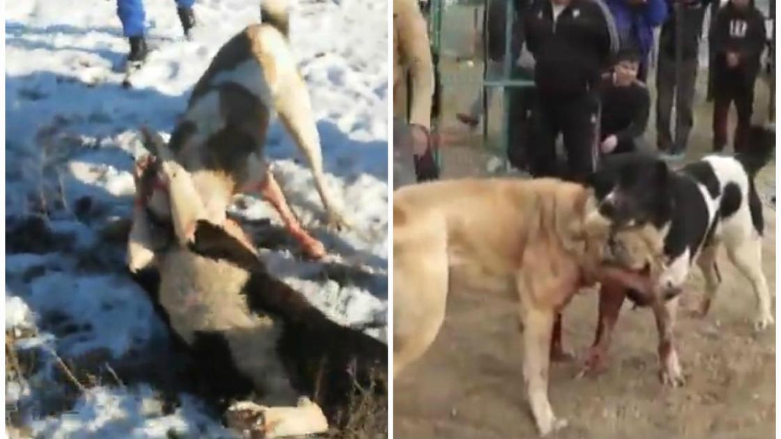 "Кровавое зрелище": против собачьих боев выступили зоозащитники Атырау