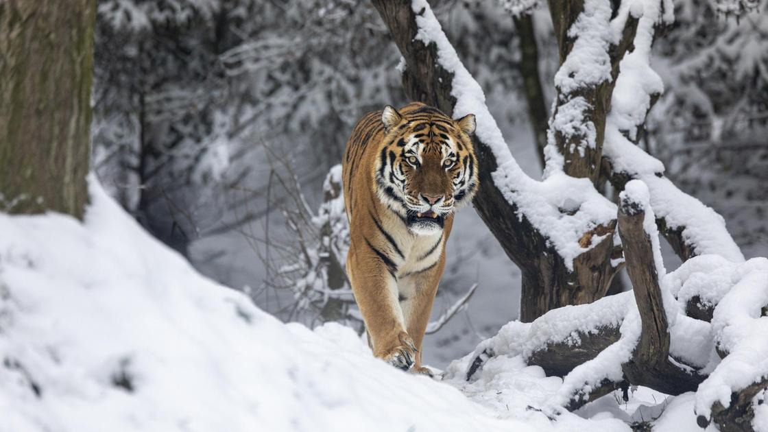 Тигр в лесу