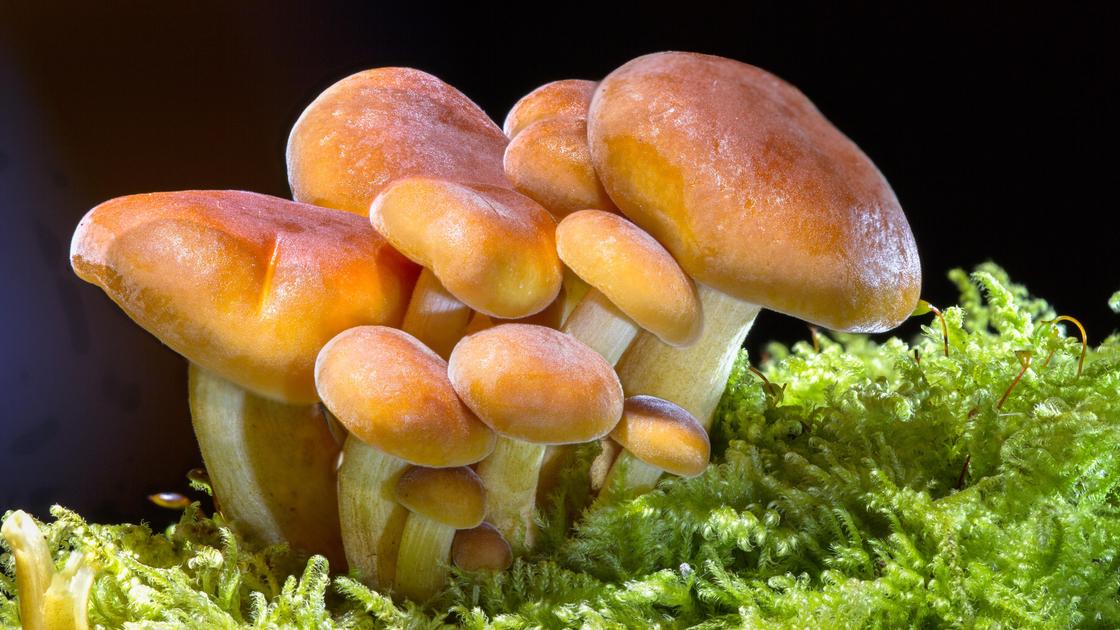К чему снится собирать грибы