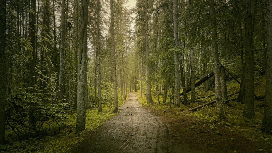 Дорога в лесу