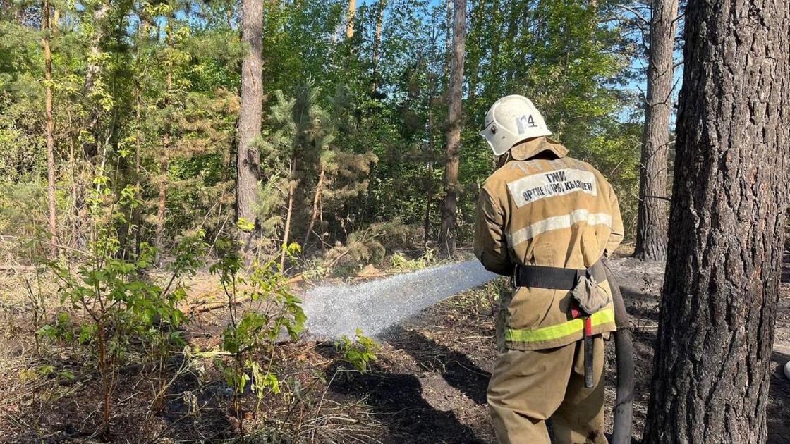 Орманда өрт сөндіріп жатқан өрт сөндіруші