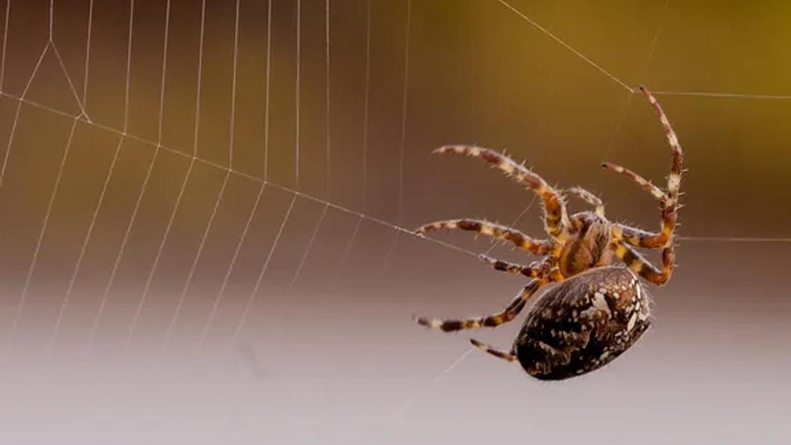 Опасные для человека пауки в Крыму: каких стоит бояться