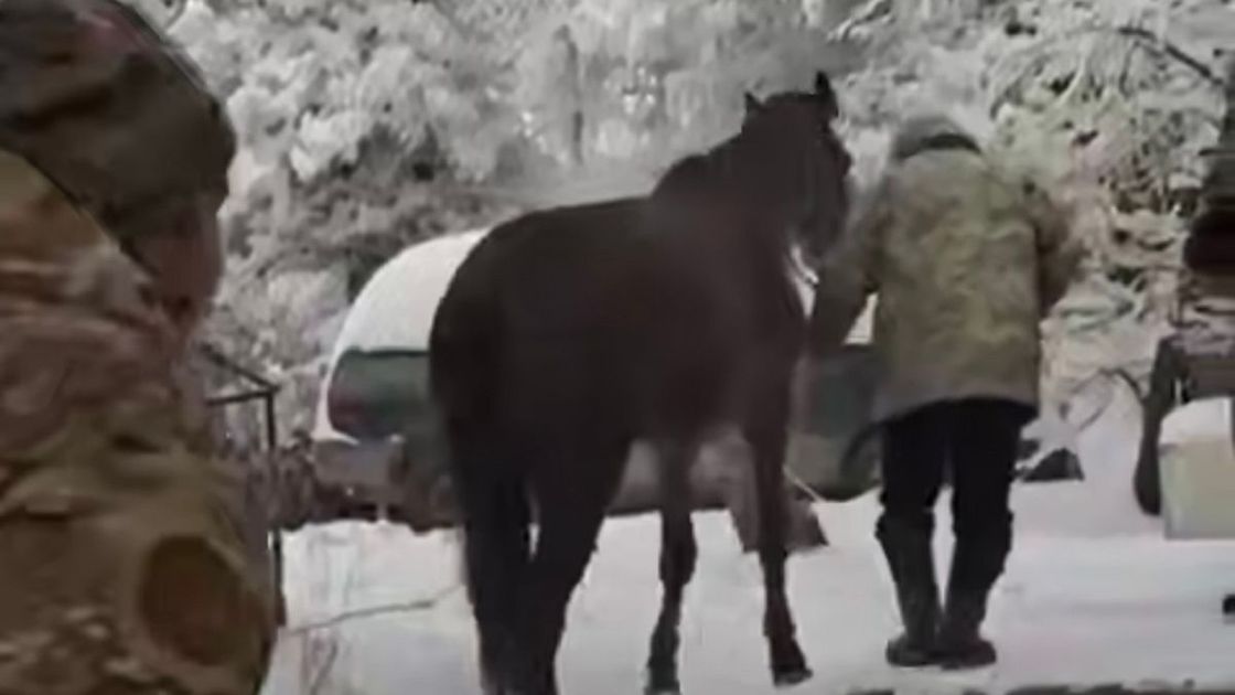 Лошадь упала в колодец