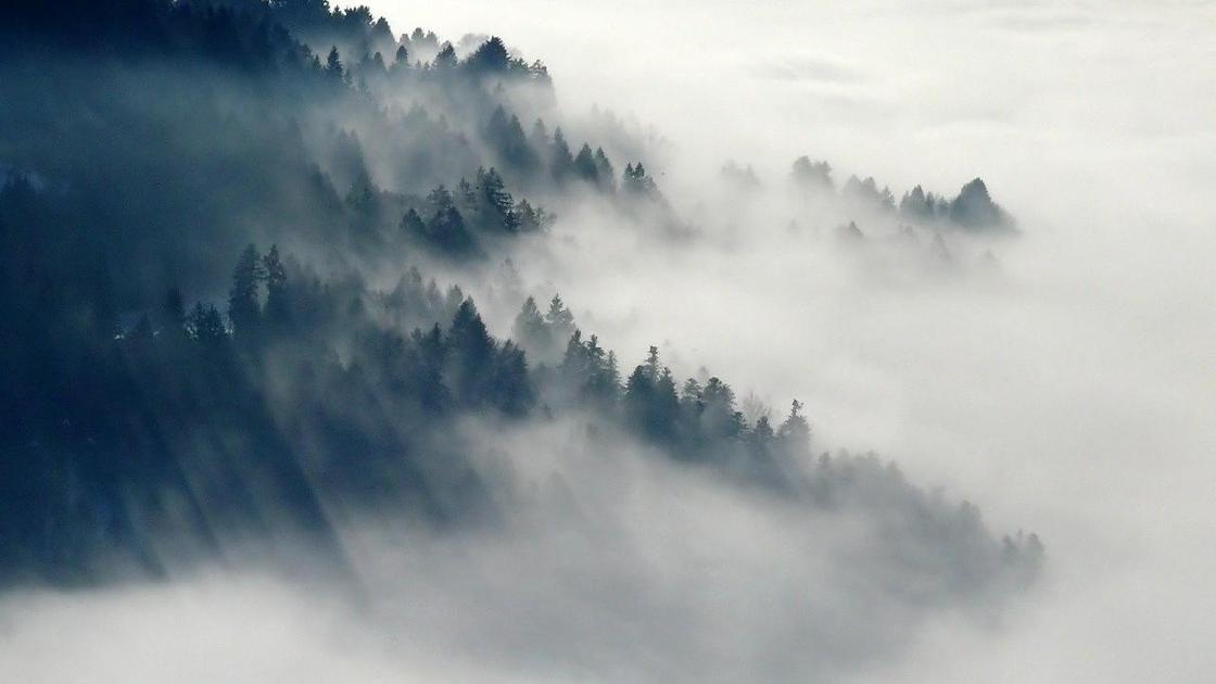 Туман накрыл деревья в горах