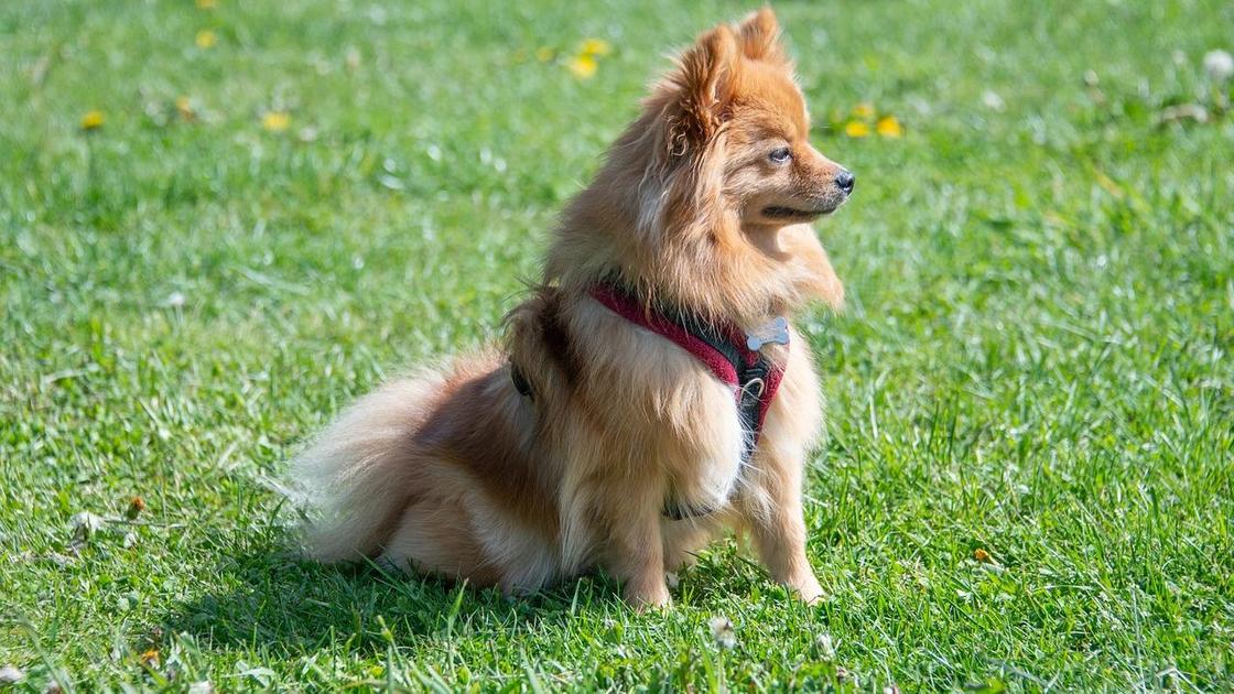 Казахстанцев возмутило предложение надевать намордники на шпицев и чихуахуа (видео)