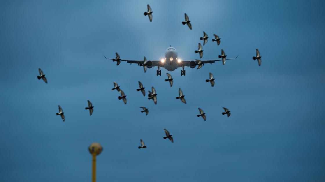 Птицы кружат возле самолета