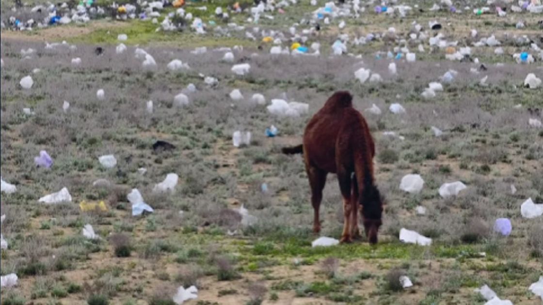 Верблюд среди мусора