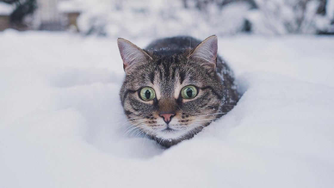 кот сидит в снегу