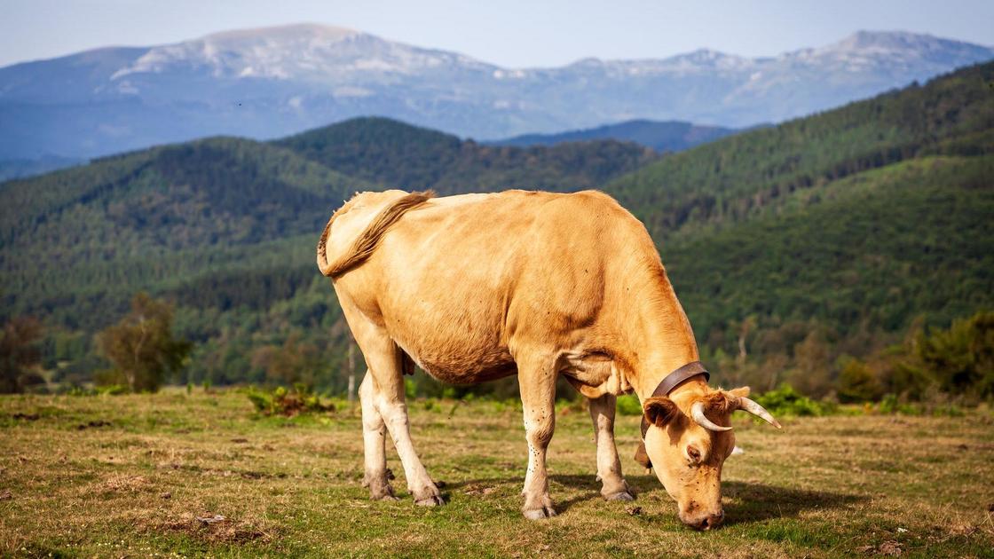 Бык пасется на пастбище