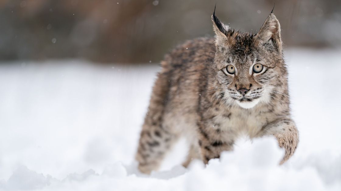 Рысь идет по снегу