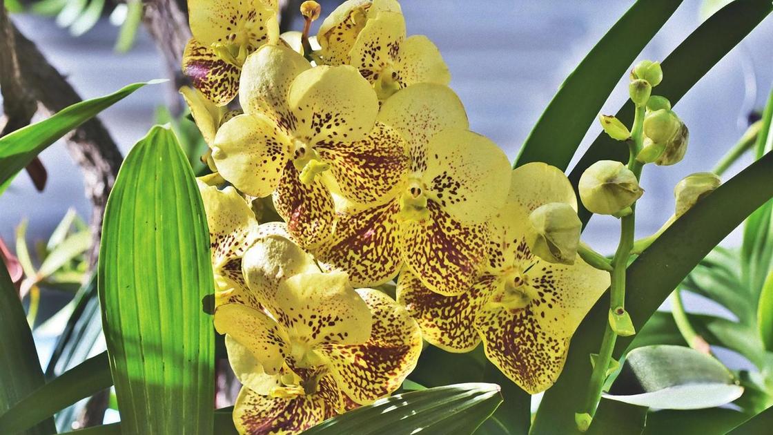 Цветок орхидеи с листьями