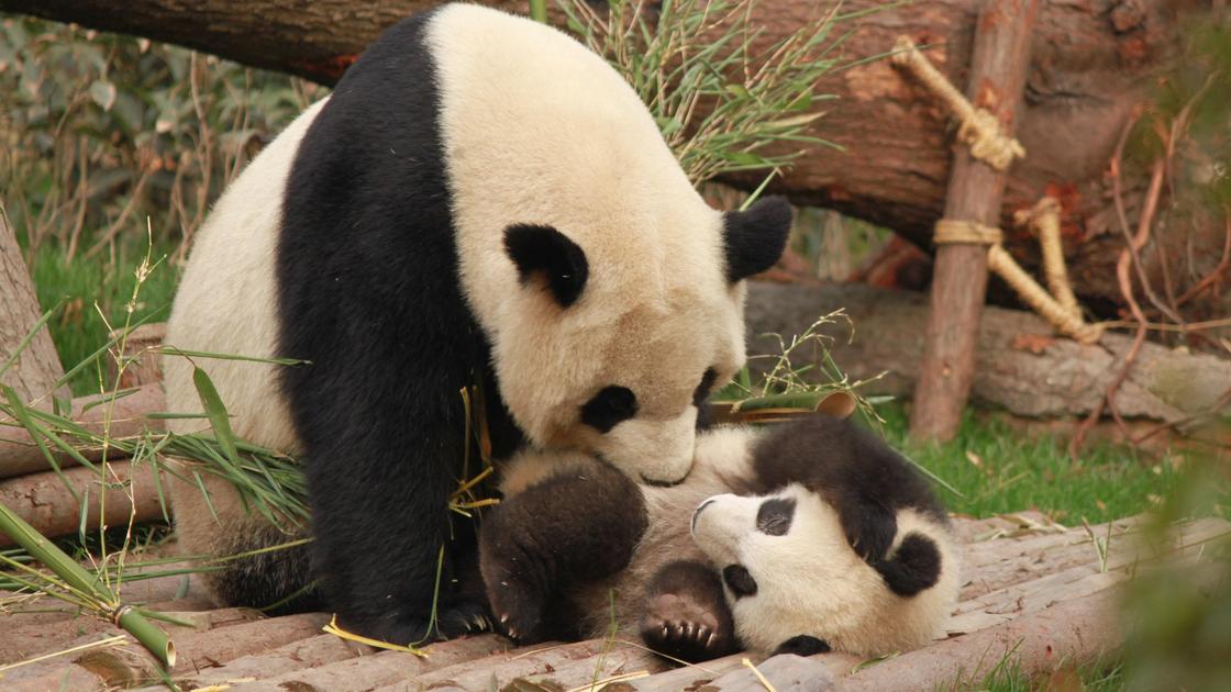 Мама-панда с детенышем