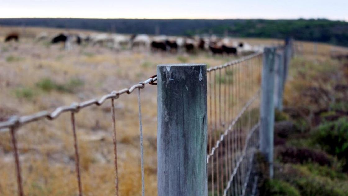 Забор с пасущимся скотом на горизонте