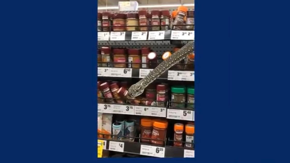 Питон напугал покупателей супермаркета