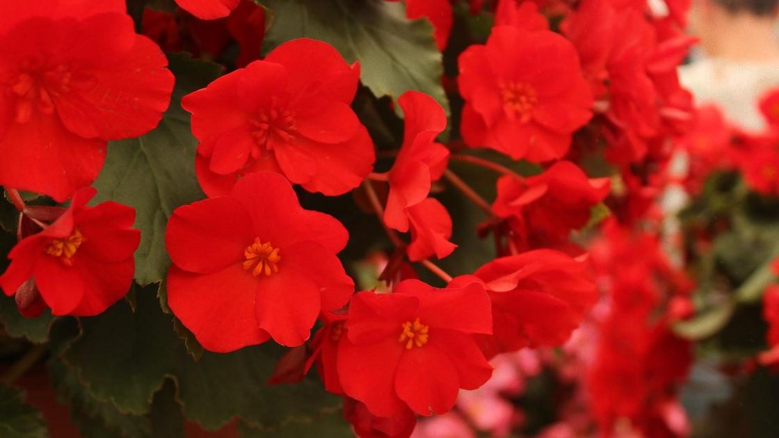 Цветущая бегония — королева комнатных растений