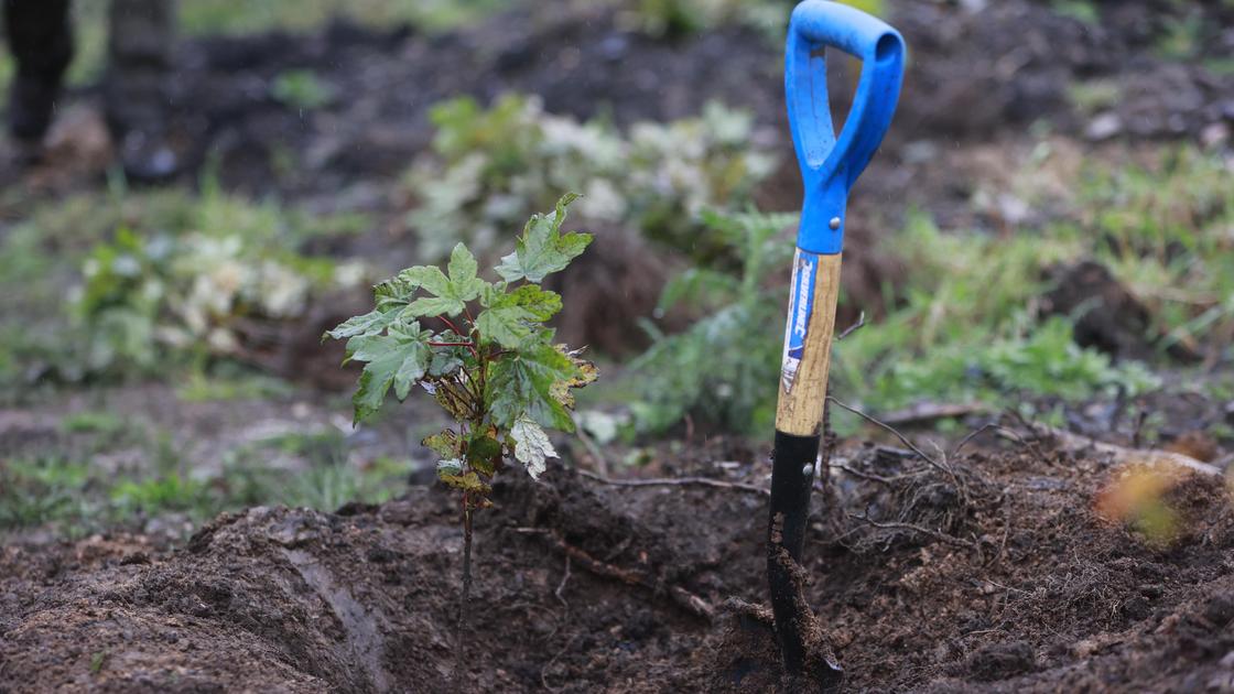 Высадка деревьев