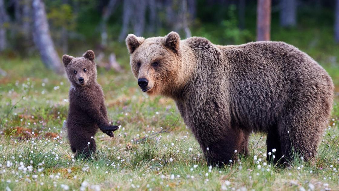 Медведица и медвежонок в лесу