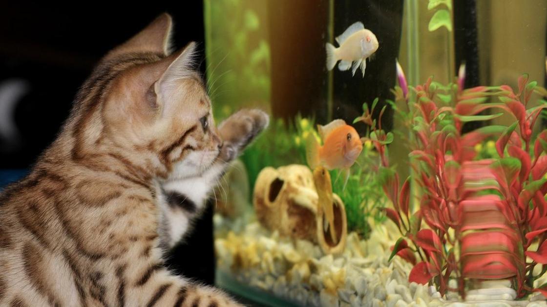 кот и аквариум с рыбками кот и аквариум с рыбками