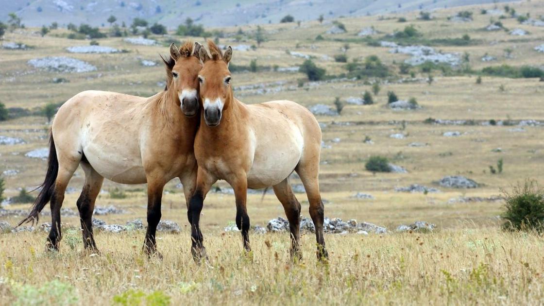 Животные казахстана картинки