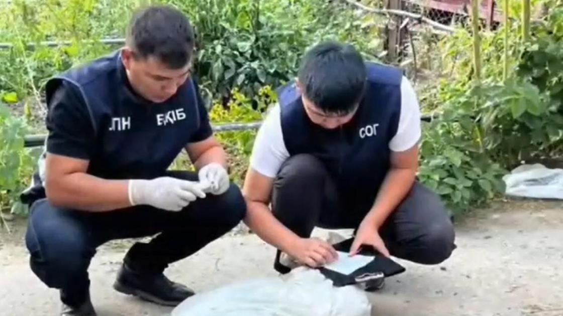 Конопля росла во дворе пенсионера