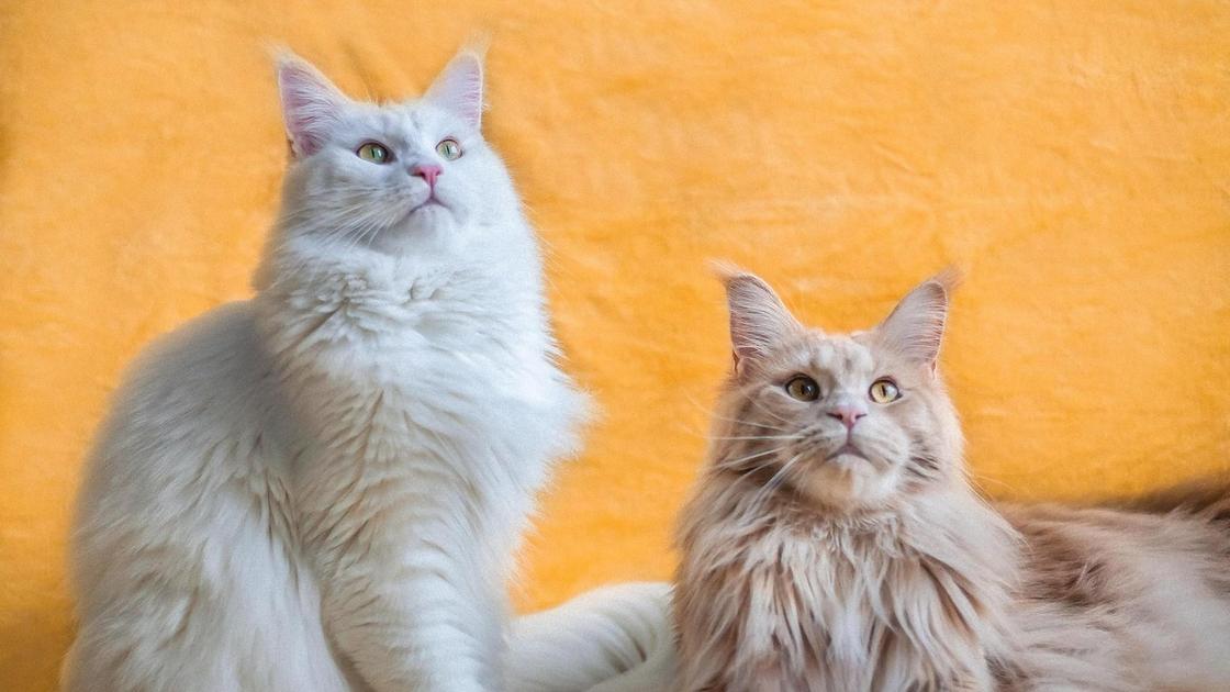 На полу возле стены желтого цвета сидят две длинношерстные кошки породы мейн-кун. Одна кошка белого цвета, а вторая с легким бежевым оттенком