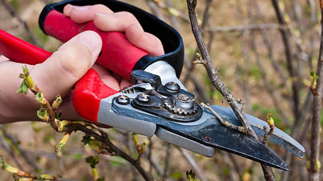 Zahradnické nůžky s červenými držadly uříznou větev rybízu