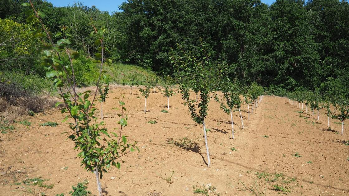 Молодые деревья