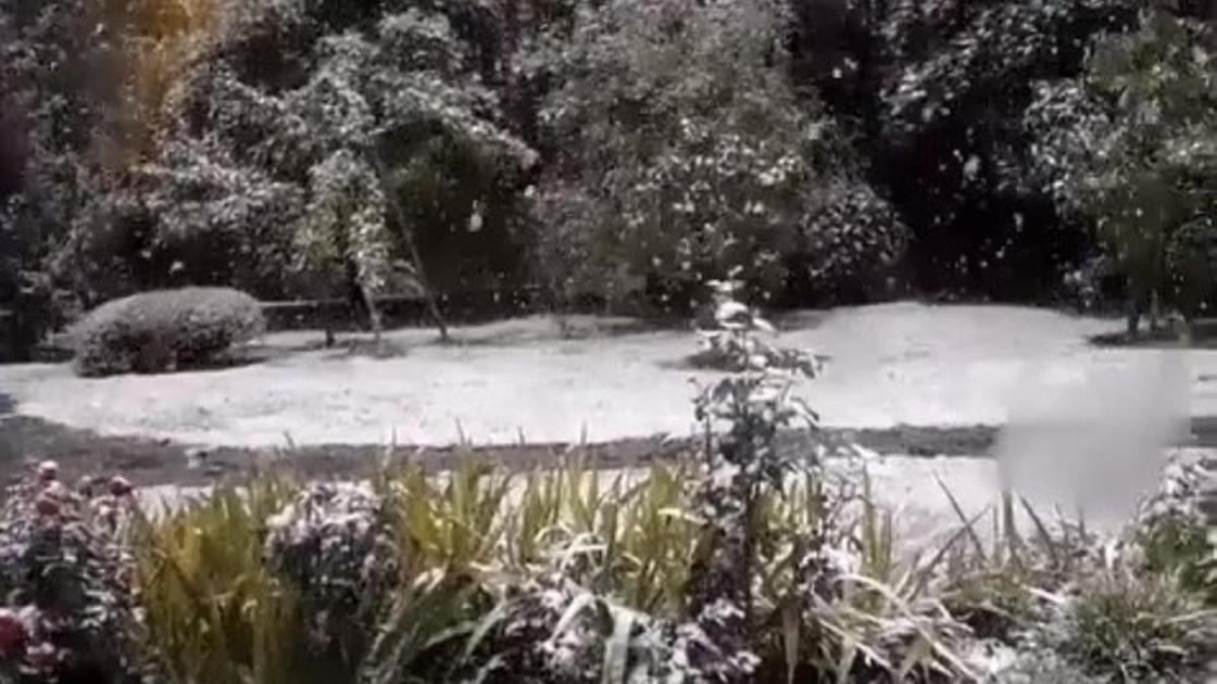 Снег запорошил зеленые ели и растения