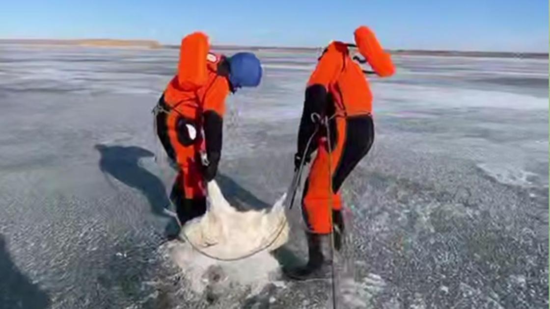 Туша сайгака