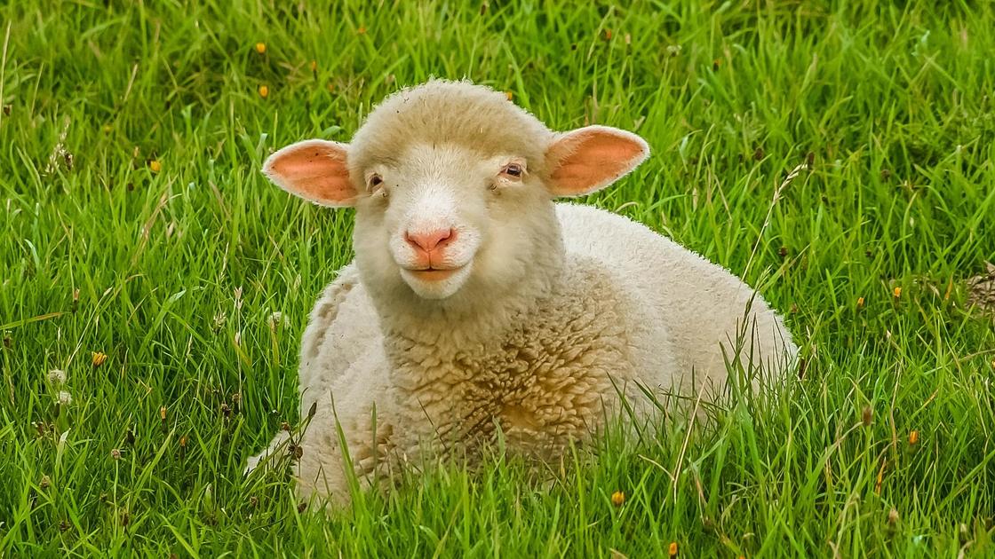 Овца лежит на зеленой траве