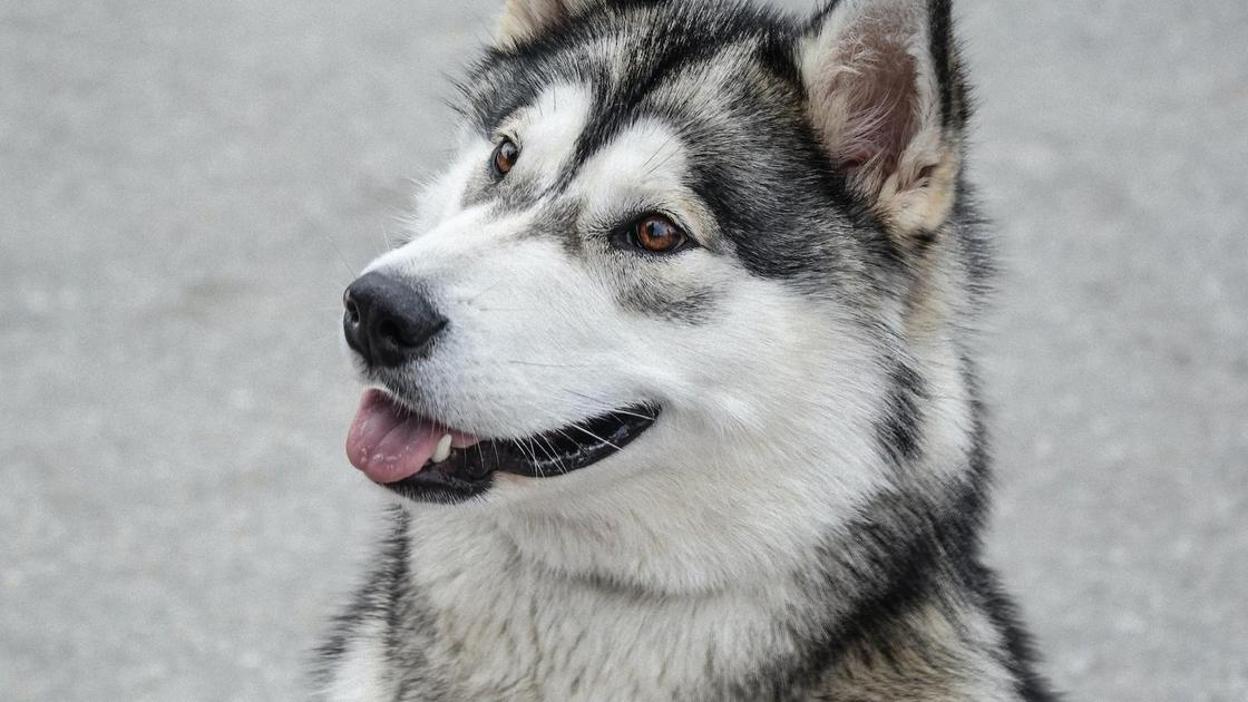 Порода собак сибирские хаски все о породе