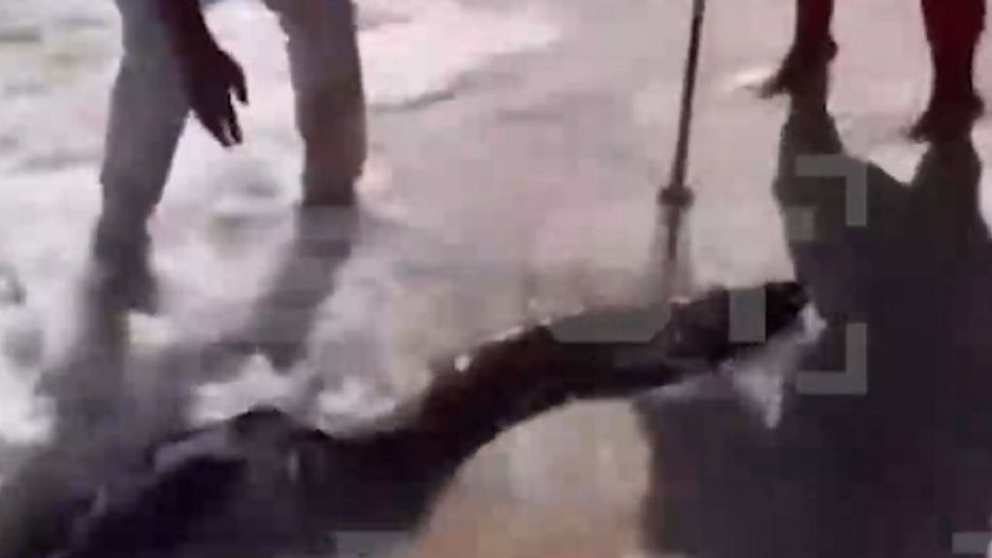 Работники пляжа пытаются поймать мурену