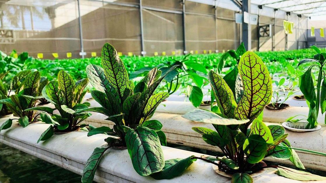 Мангольд растет в системе гидропоники