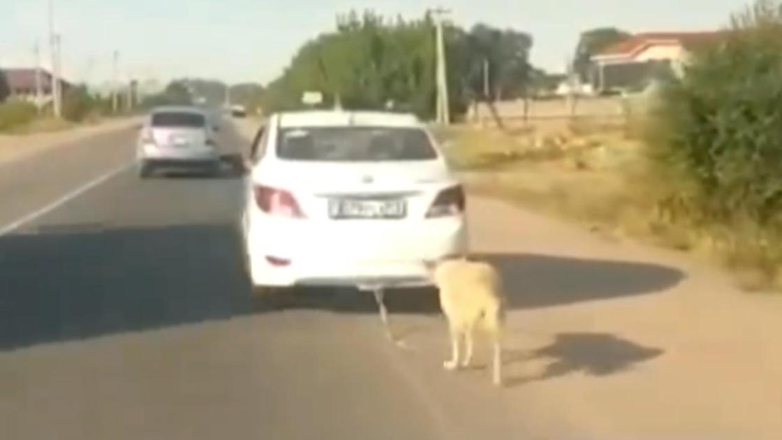 Привязанную к машине собаку тащат по дороге