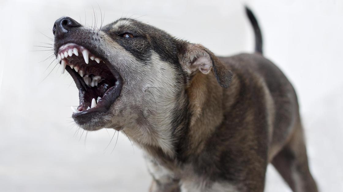 Собака лает