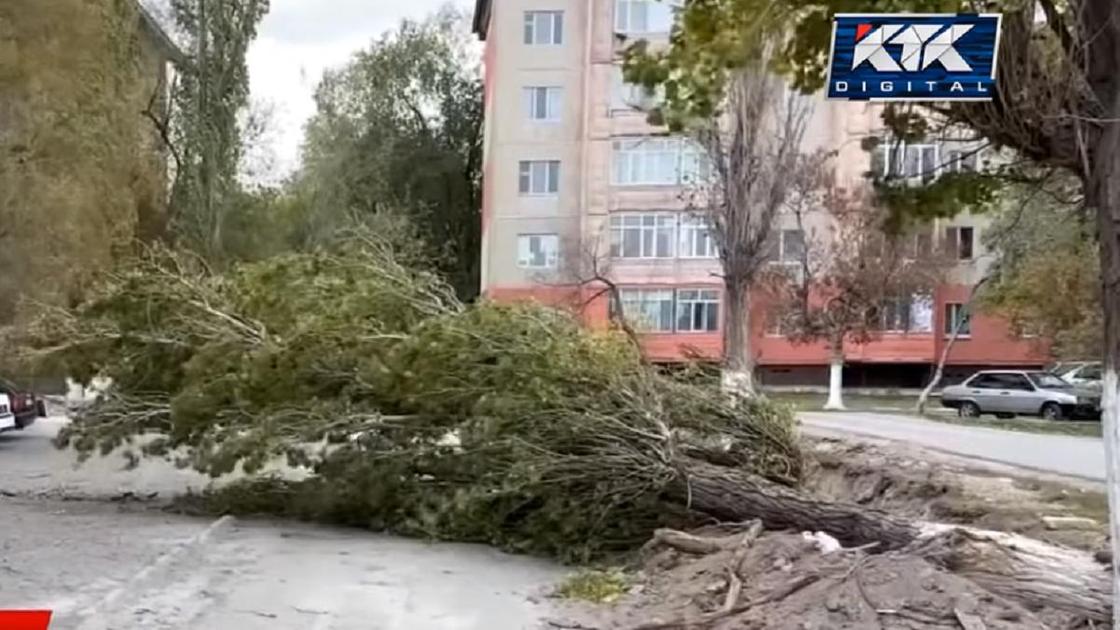 Поднялся сильный ветер и сорвал с деревьев