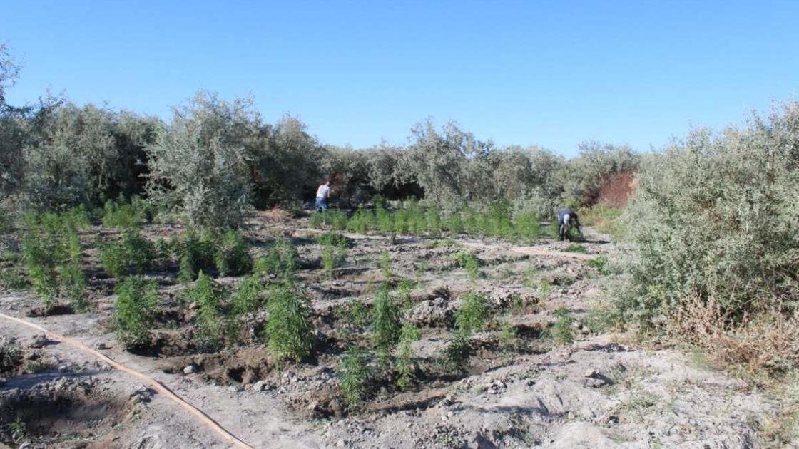 Уничтожение конопли в Кызылординской области