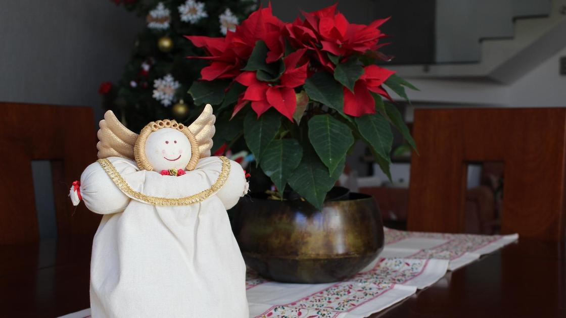 Пуансеттия и рождественский ангелочек