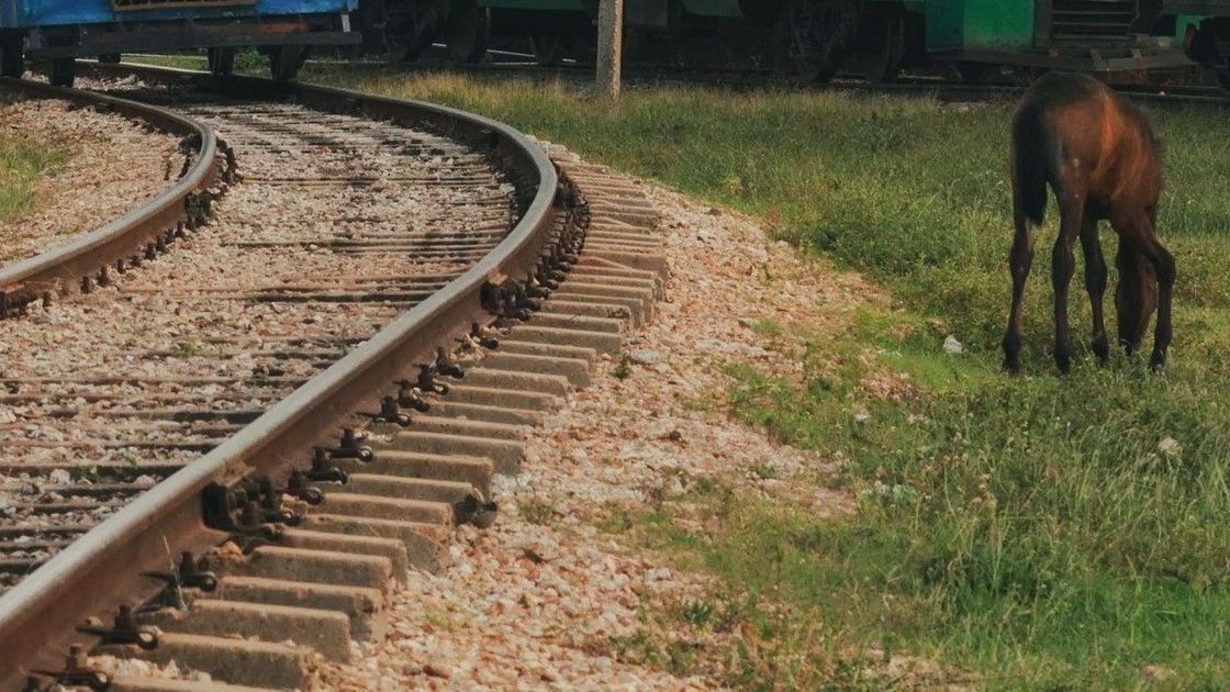 Лошадь у железной дороги