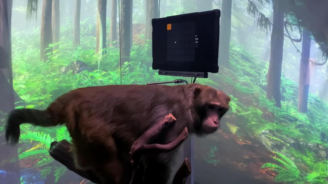 Чипированная обезьяна играет в видеоигрыф