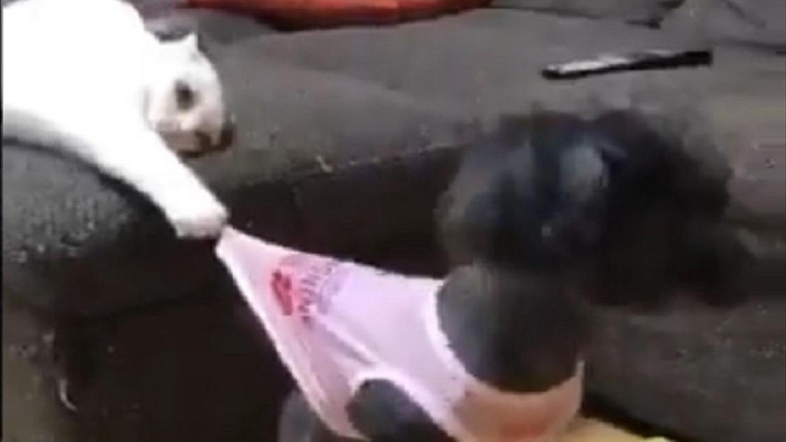 Кот держит собаку за футболку