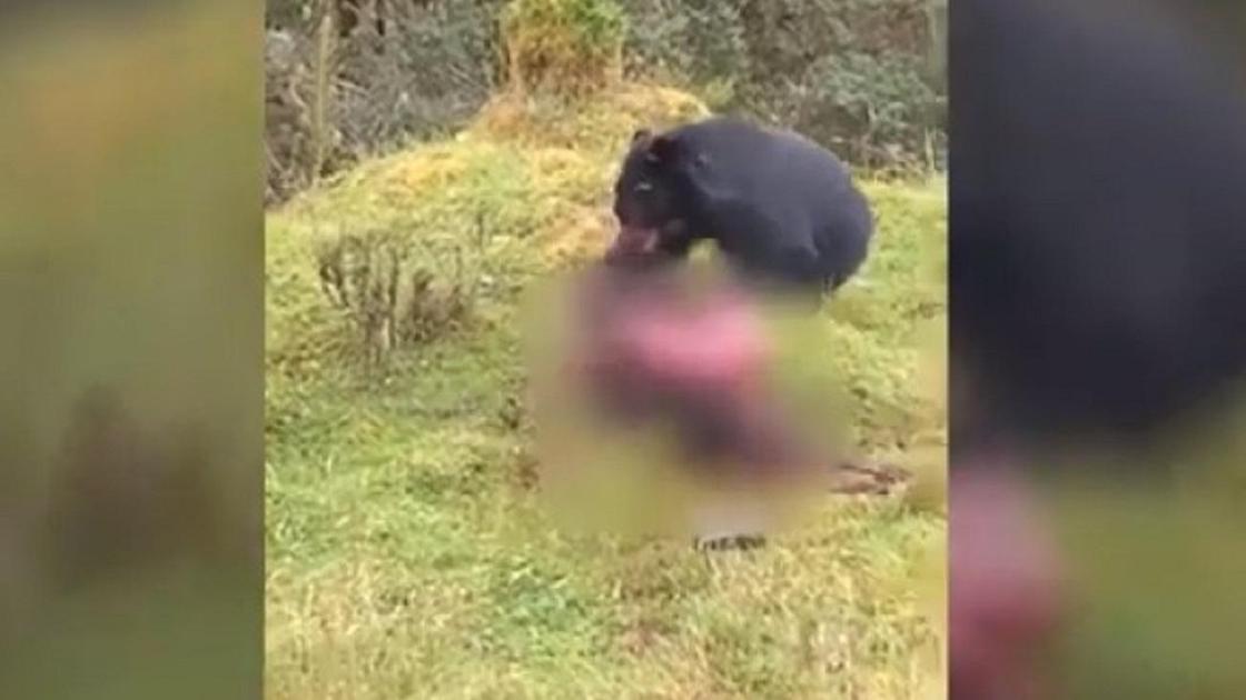 Аю шабуыл жасады Аю шабуыл жасады